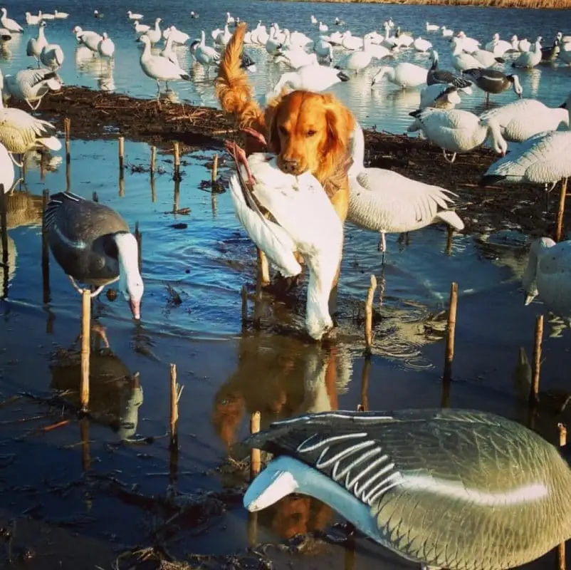 best snow goose decoys