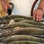 best electric fillet knife for fishing