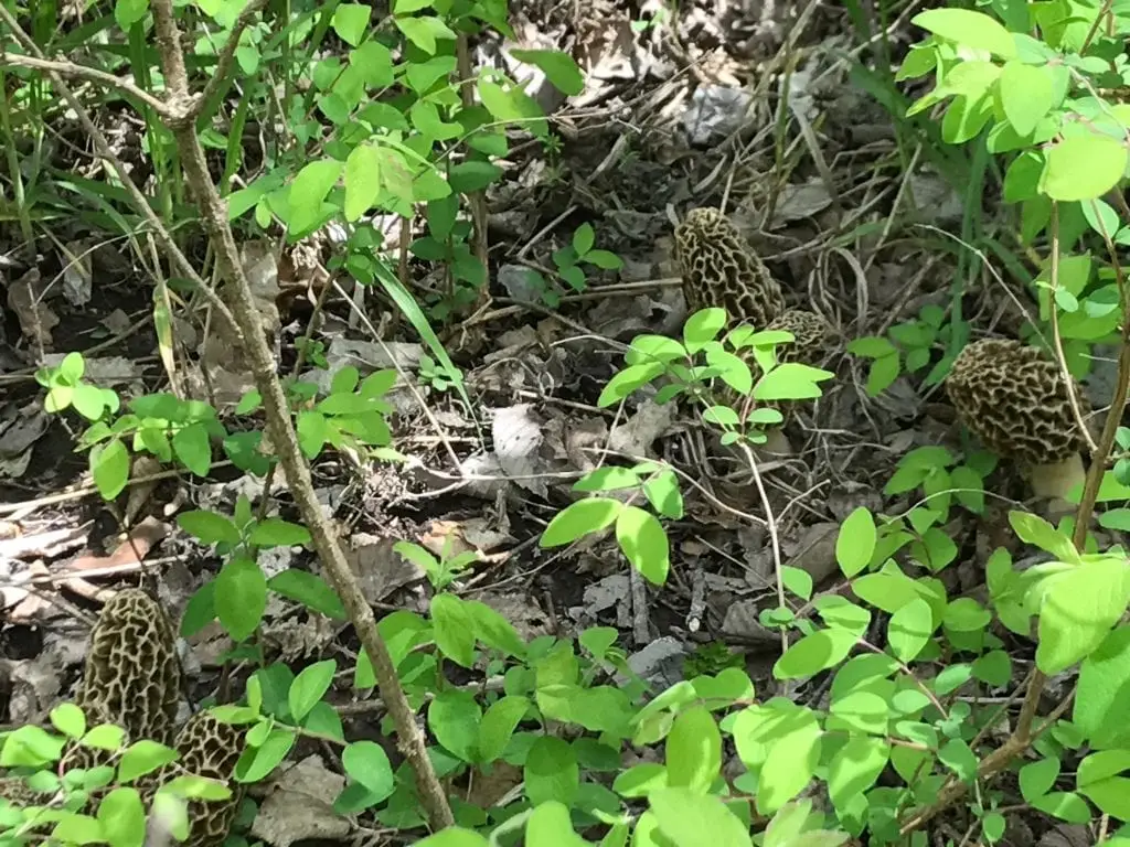 Grey Morel Mushrooms