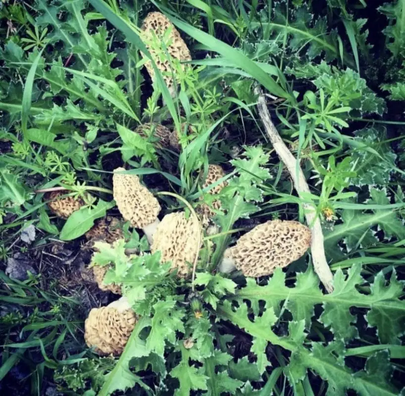 Patch of Morel Mushrooms