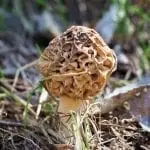 Morel Mushroom reports