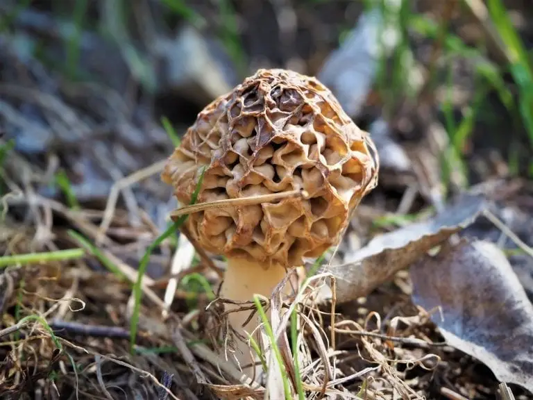Morel Mushroom reports