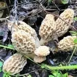 Morel Mushroom Hunting