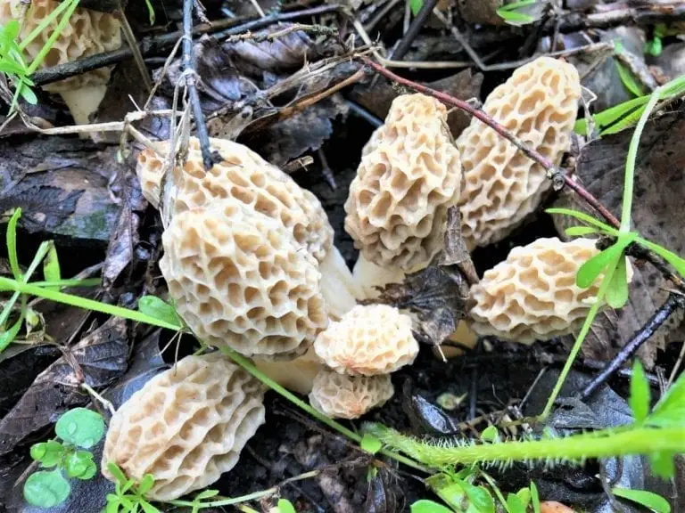 Morel Mushroom Hunting