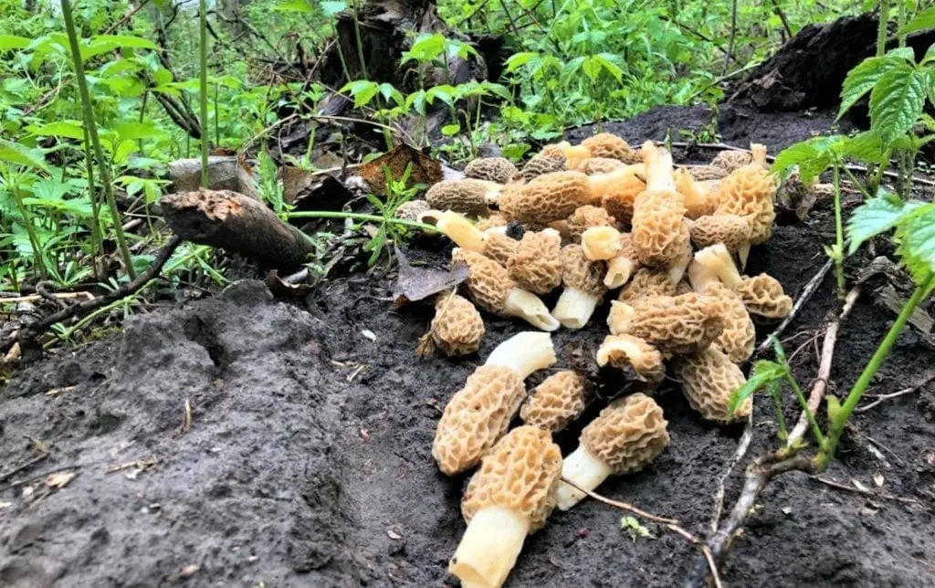 Patch of morel mushrooms