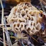 Morel mushroom report 2018