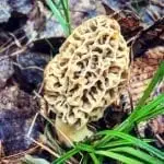 Morel mushroom hunting reports