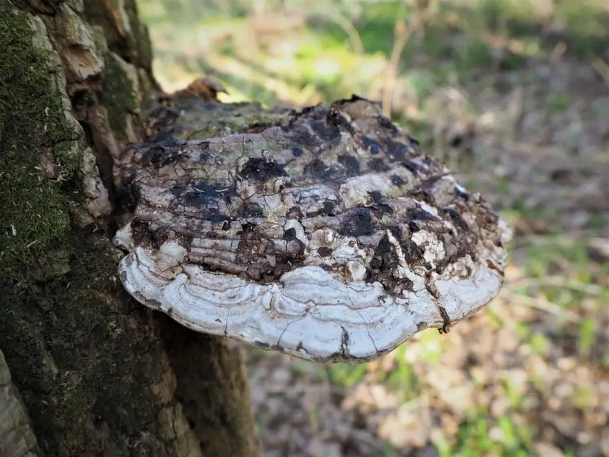 Morel Mushroom Report