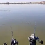 Walleye Trolling for Beginners