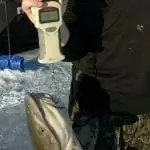 best digital fish scale