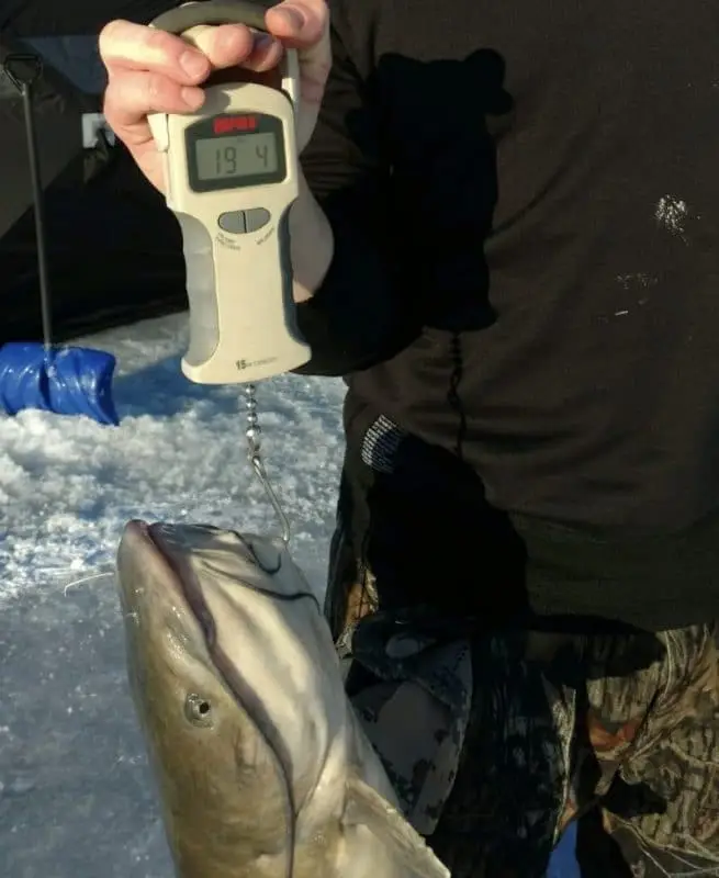 best digital fish scale