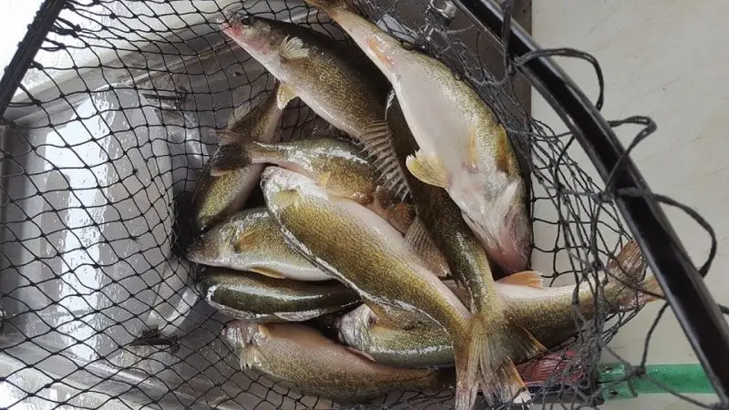 Walleye Caught Trolling