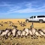 Early goose season