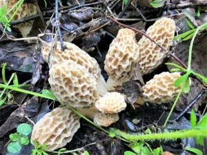 big morel mushrooms