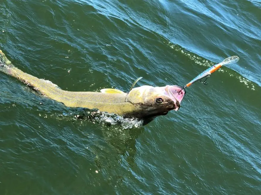 Berkley Flicker Minnow