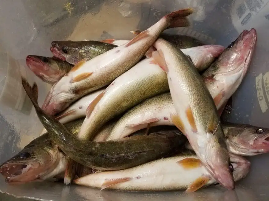 Matzuo Death Roll Hooks