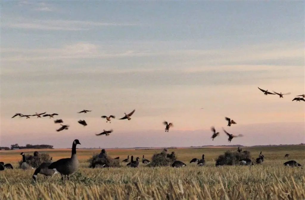 waterfowl blind concealment