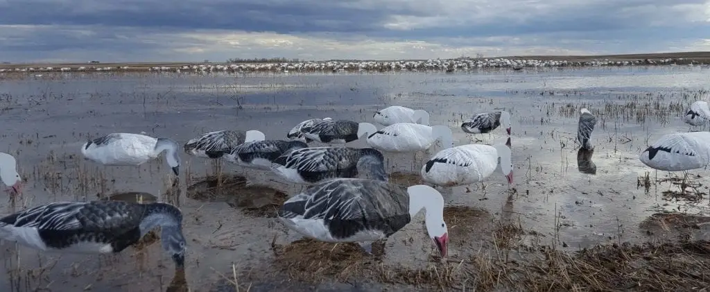 Snow Goose Hunting