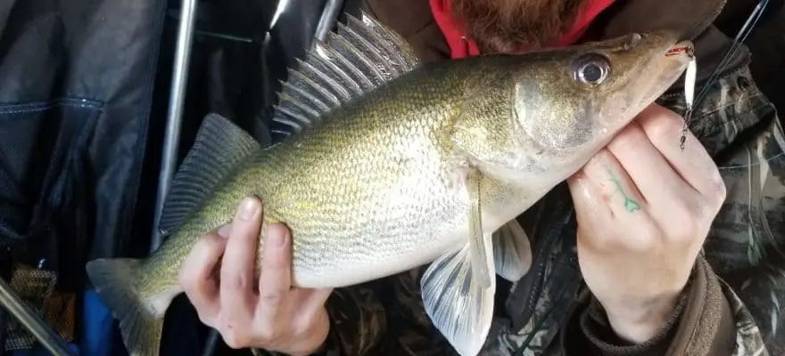 How to Fish Walleyes