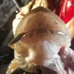 Best Ice Fishing Combos