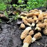 Pile of morel mushrooms