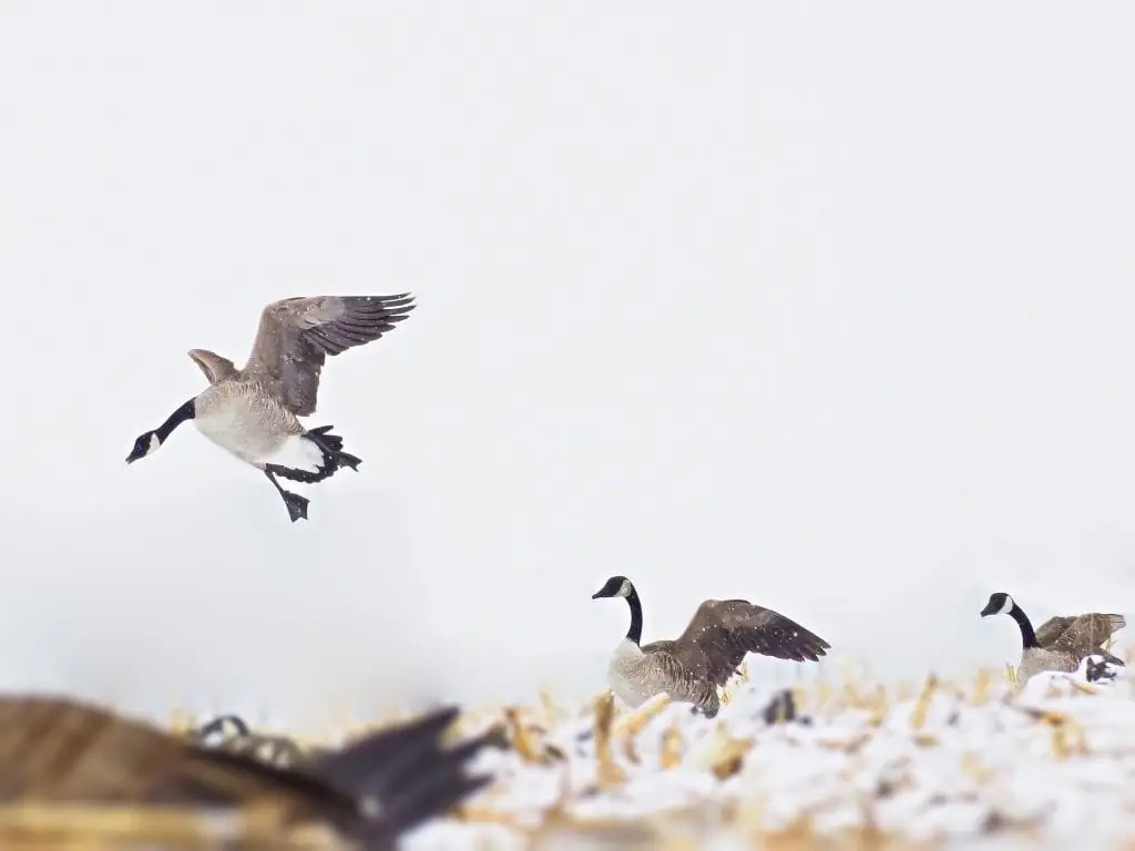 Late Season Goose Hunting Tips