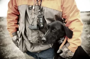 Best Dog Shock Collar