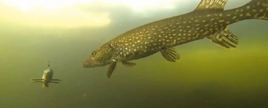 Underwater Fishing Camera