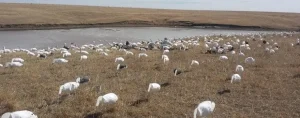 Hunting Snow Geese