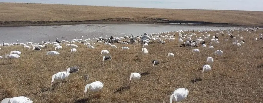 Hunting Snow Geese