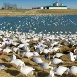 Snow Goose Water Decoy Spread