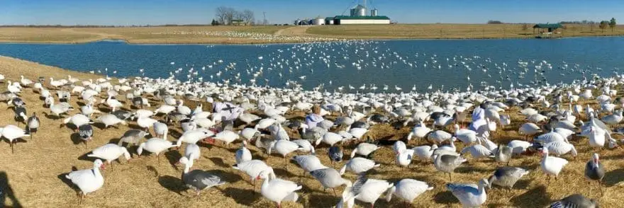 Snow Goose Water Decoy Spread