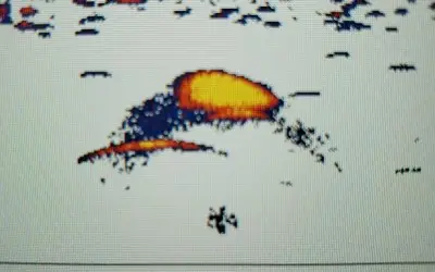 School of Ciscos followed by Musky