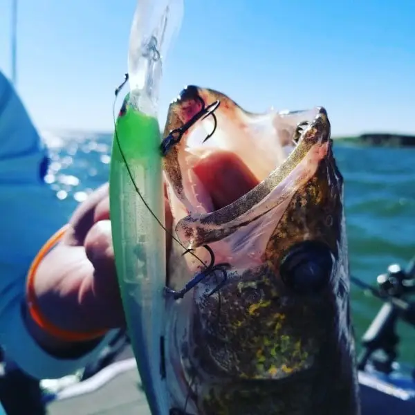 Custom Painted Walleye Crankbait