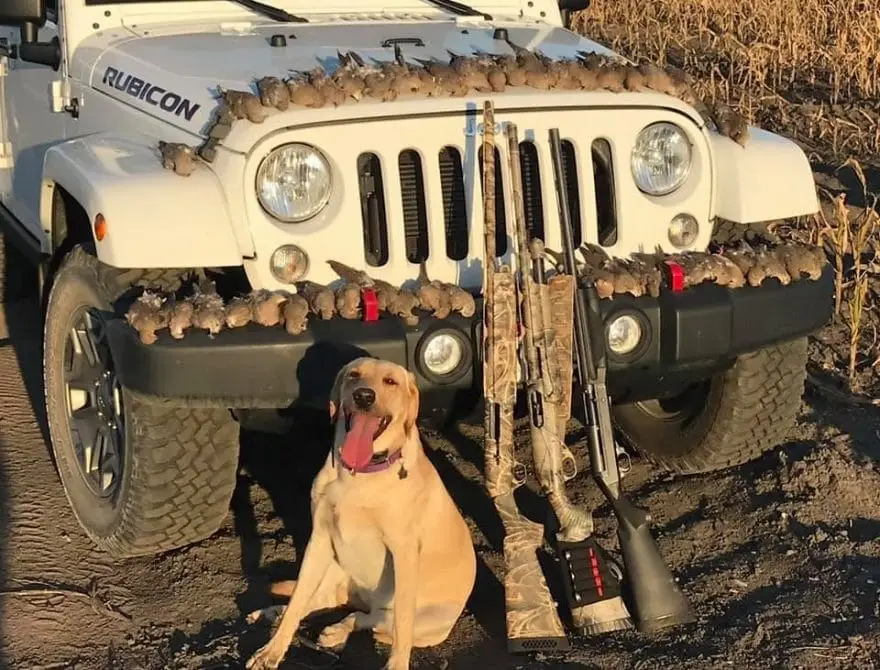 Best Dove Hunting Gear