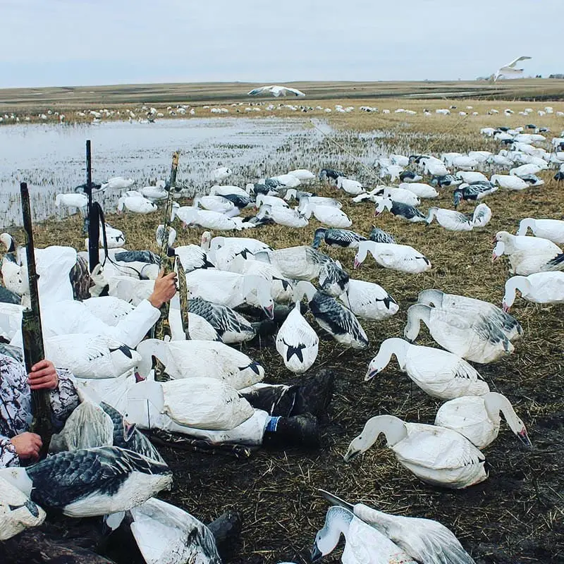 Hunting Snow Geese