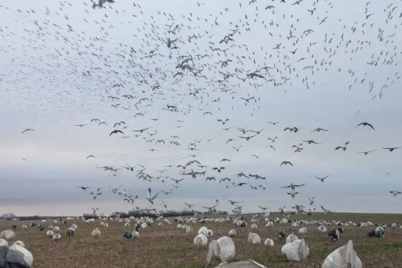 Snow Goose Tornado