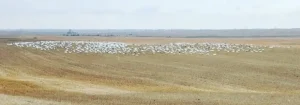 Hunting Snow Geese