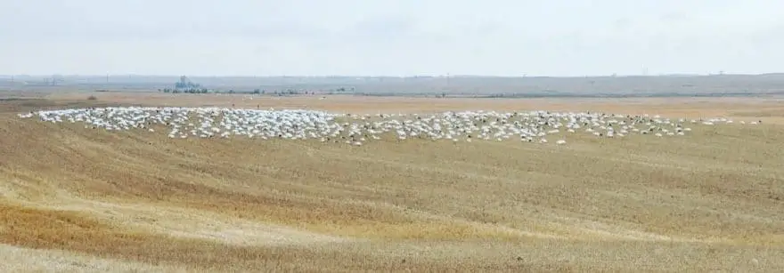 Hunting Snow Geese