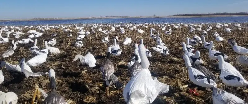 spring snow goose decoy spread