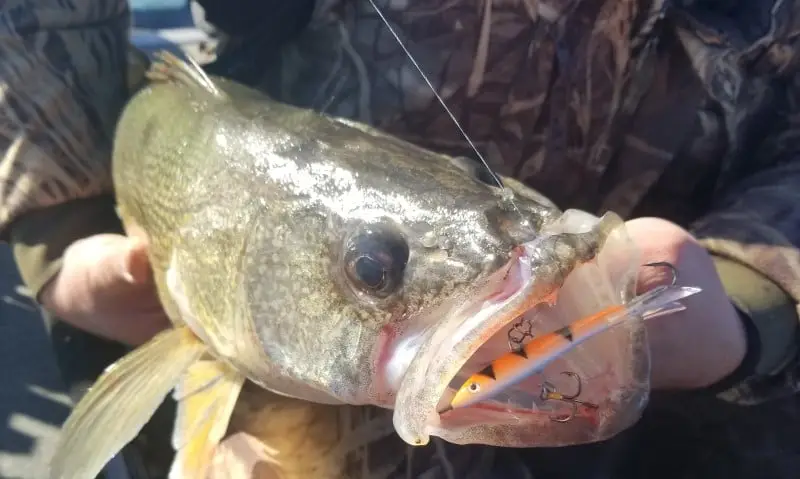 Jigging Rap for Walleye