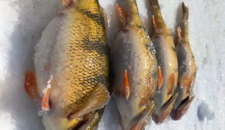 Jumbo Perch Ice Fishing