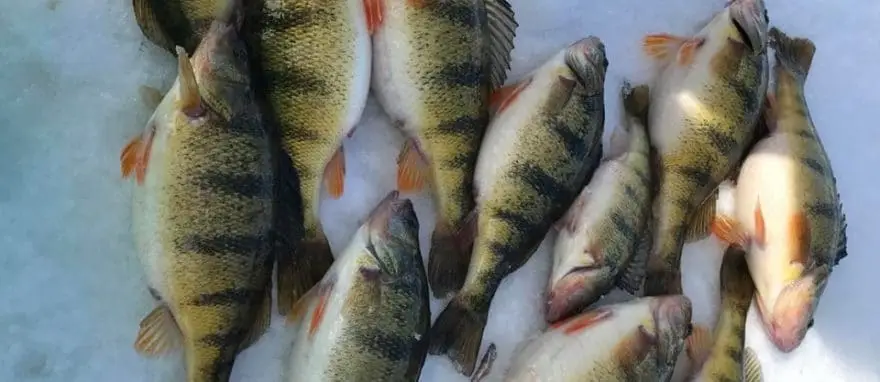 best perch ice fishing