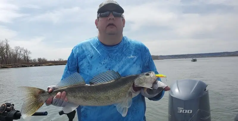 Troll Walleyes Shallow