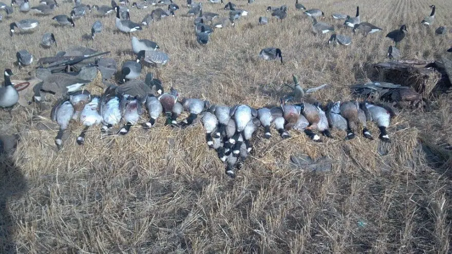 goose blind