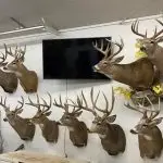 free deer mount