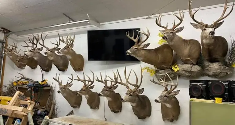free deer mount