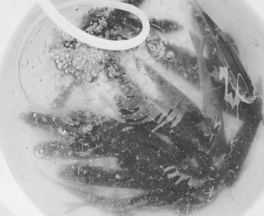 Portable Bucket Aerator