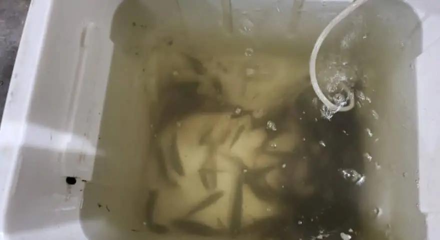 Portable Fish Aerator