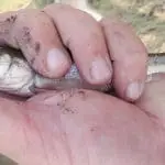 Creek Chub